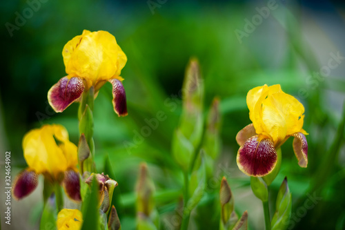Bearded Iris Yellow Violet.Beautiful plants from botanical garden for catalog. Natural lighting effects. Shallow depth of field. Selective focus, handmade art image of nature. Flower landscape