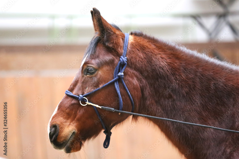 Fototapeta premium Head of the beautiful young horse in the riding hall during training indoors