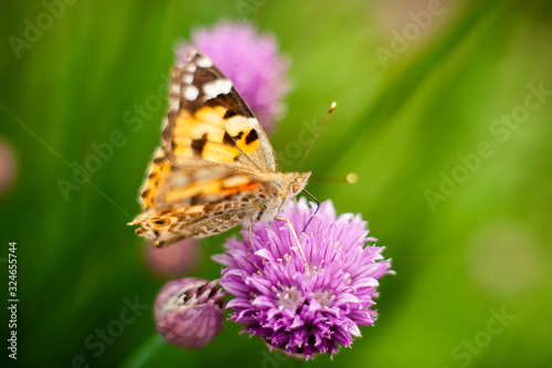 Urticaria butterfly on honey flowers of lettuce onion. Aglais urticae, Nymphalis urticae is diurnal butterfly from the family Nymphalidae, species of genus Aglais.