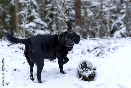 Cute black young dog play on snow. Winter white background of forest with snow cover. Outdoor fun with pet.