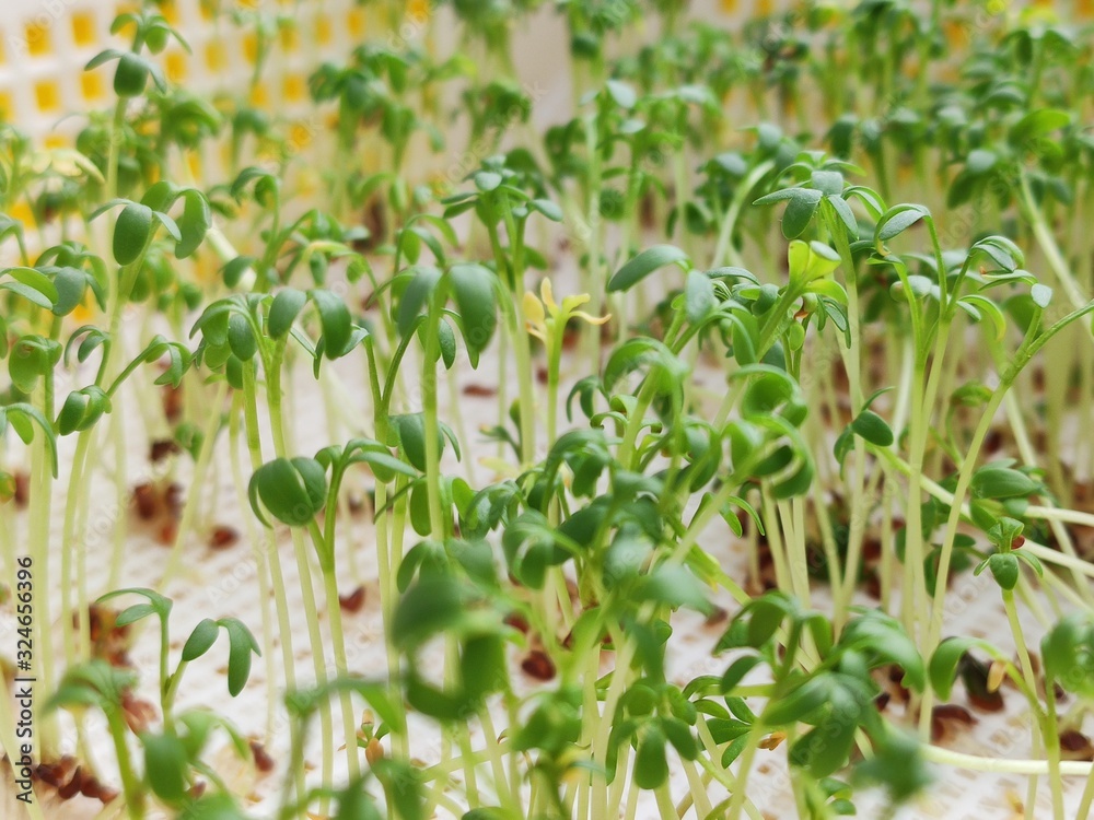 Many green watercress sprouts growing in a large container Many green watercress sprouts growing in a large container