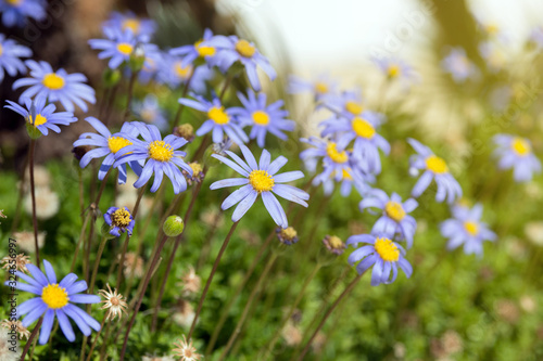Beautiful blue flowers of Felicia Amelloides on a background of green foliage. Tender daisies. Gardening and landscape design. photo