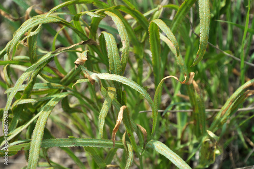 In the wild is growing Falcaria vulgaris photo