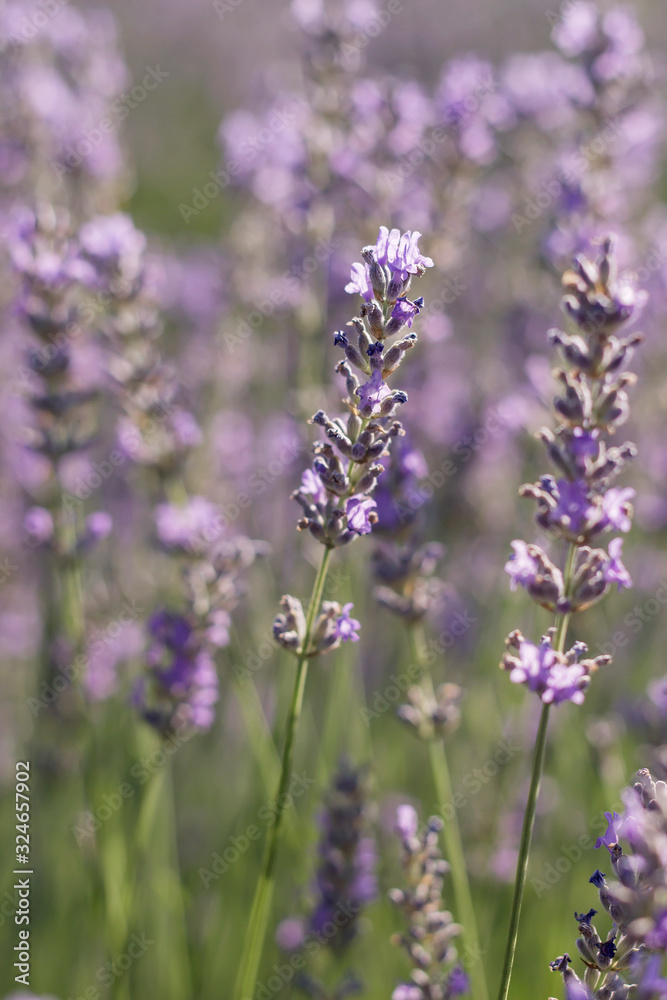 Fototapeta premium Lavender flowers