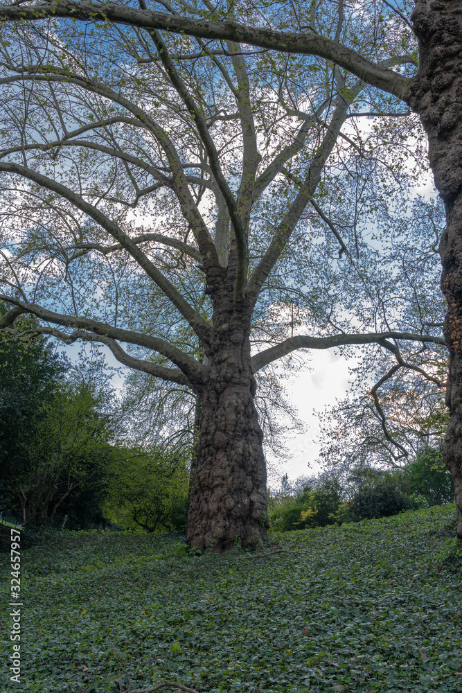 Fototapeta premium Paris, France - 04 13 2019: Plane tree in the Buttes Chaumont park