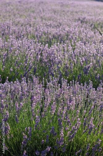 Lavender fields blooming
