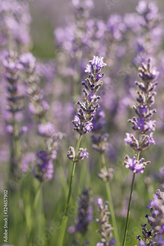 Lavender flowers © Azahara MarcosDeLeon