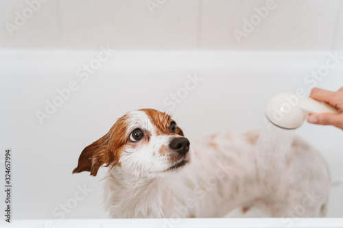 cute lovely small dog wet in bathtub, clean dog. Woman washing her dog. Pets indoors © Eva