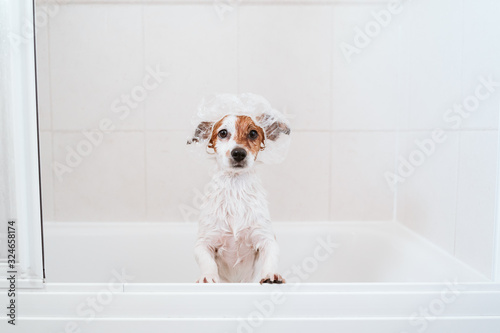 cute lovely small dog wet in bathtub, clean dog with funny shower cap on head. Pets indoors © Eva