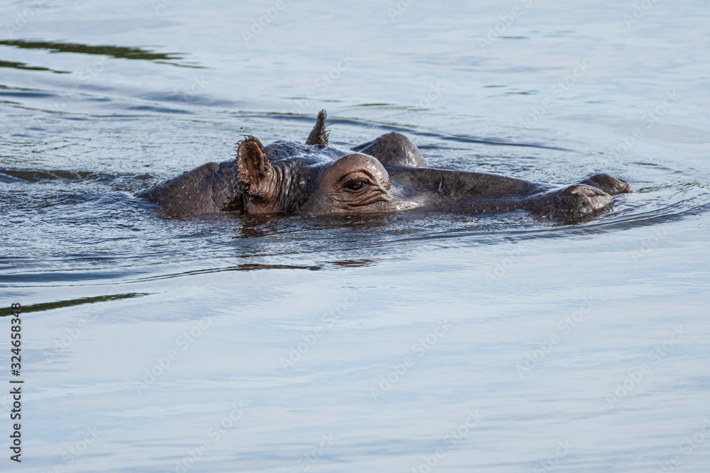 Fototapeta premium Nilpferd