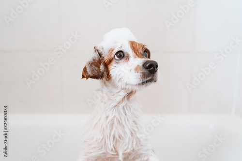 cute lovely small dog wet in bathtub, clean dog with funny foam soap on head. Pets indoors
