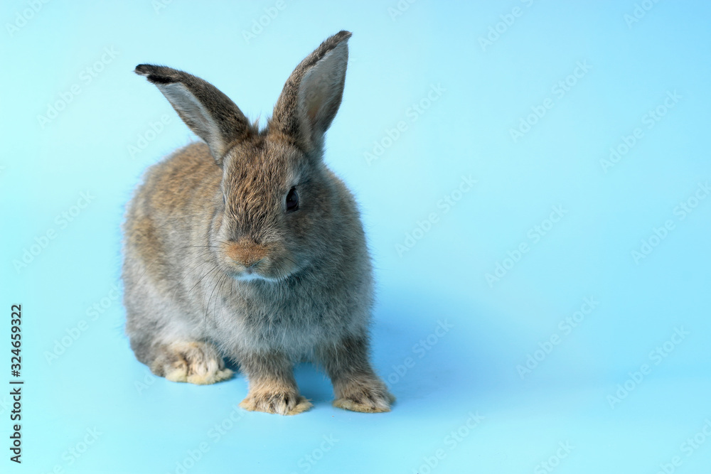Fototapeta premium Happy cute gray bunny rabbit with long ears on blue background. celebrate Easter holiday and spring coming concept.