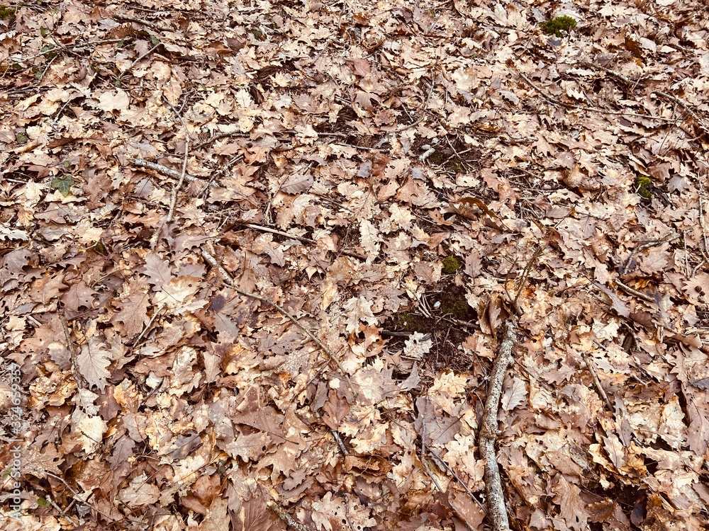 Dry leaves background Dry leaves background