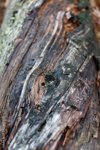 The bark of an old tree, photographed closeup © Volnnata
