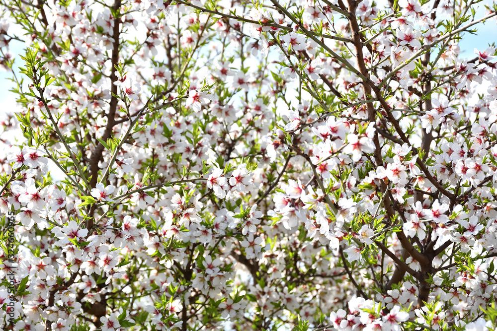 Almond tree full of white and pink flowers with green leaf buds