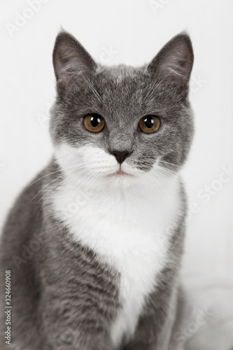 Funny gray kitten on a white knitted plaid. Nicely is played and rested. © Plutmaverick