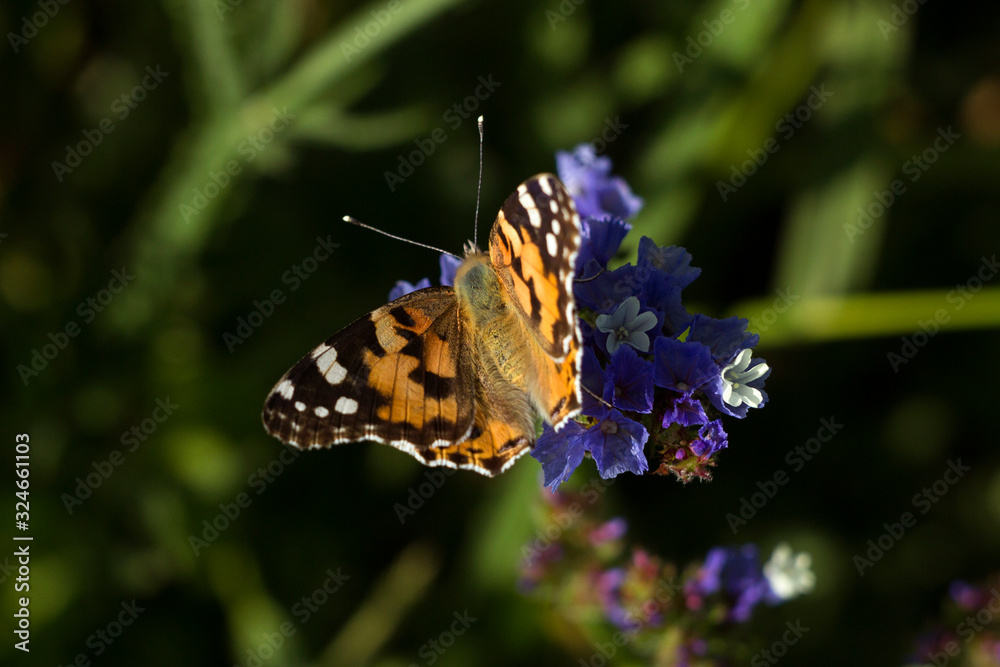 Painted Lady butterfly (Vanessa Cardui), wings opened, feeding pollen, collects nekrar from white and blue flowers (Limonium). Butterfly with wings, top view, summertime background Painted Lady butterfly (Vanessa Cardui), wings opened, feeding pollen, collects nekrar from white and blue flowers (Limonium). Butterfly with wings, top view, summertime background
