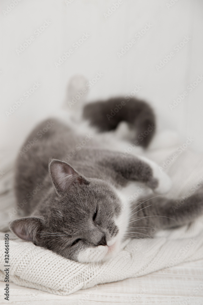 Funny gray kitten on a white knitted plaid. Nicely is played and rested. Funny gray kitten on a white knitted plaid. Nicely is played and rested.