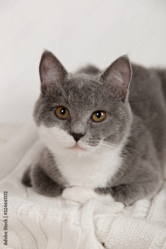 Funny gray kitten on a white knitted plaid. Nicely is played and rested. Funny gray kitten on a white knitted plaid. Nicely is played and rested.