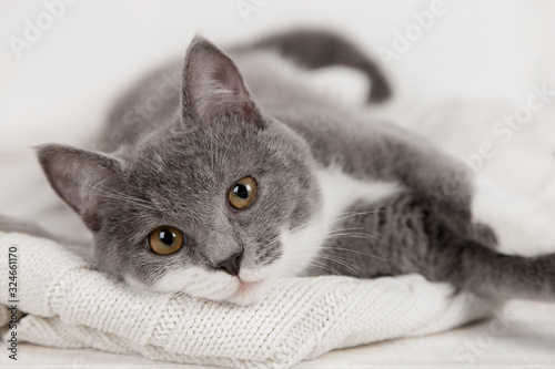 Funny gray kitten on a white knitted plaid. Nicely is played and rested.