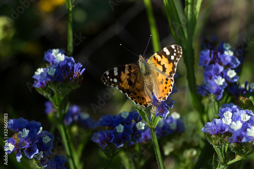 Painted Lady butterfly (Vanessa Cardui), wings opened, feeding pollen, collects nekrar from white and blue flowers (Limonium). Butterfly with wings, top view, summertime background © lyudmilka_n