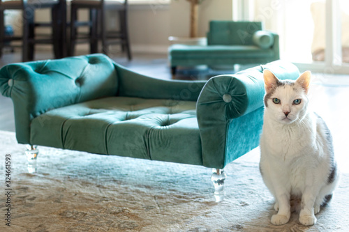 Fotografi A very serious looking white and gray short hair tabby cat sits next to a miniature plush sofa with another behind