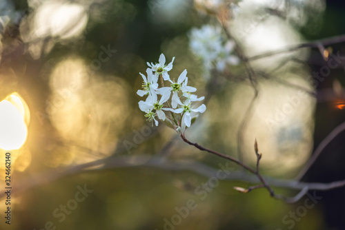 White blooming serviceberry flowers at sunset in the Spring