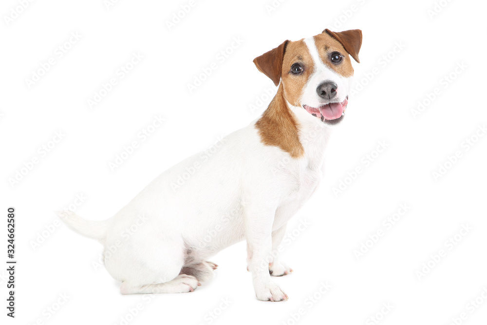 Beautiful Jack Russell Terrier dog isolated on white background