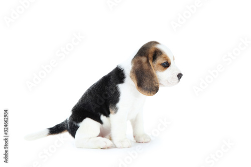 Beagle puppy dog isolated on white background