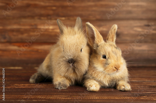 Bunny rabbits on brown wooden table