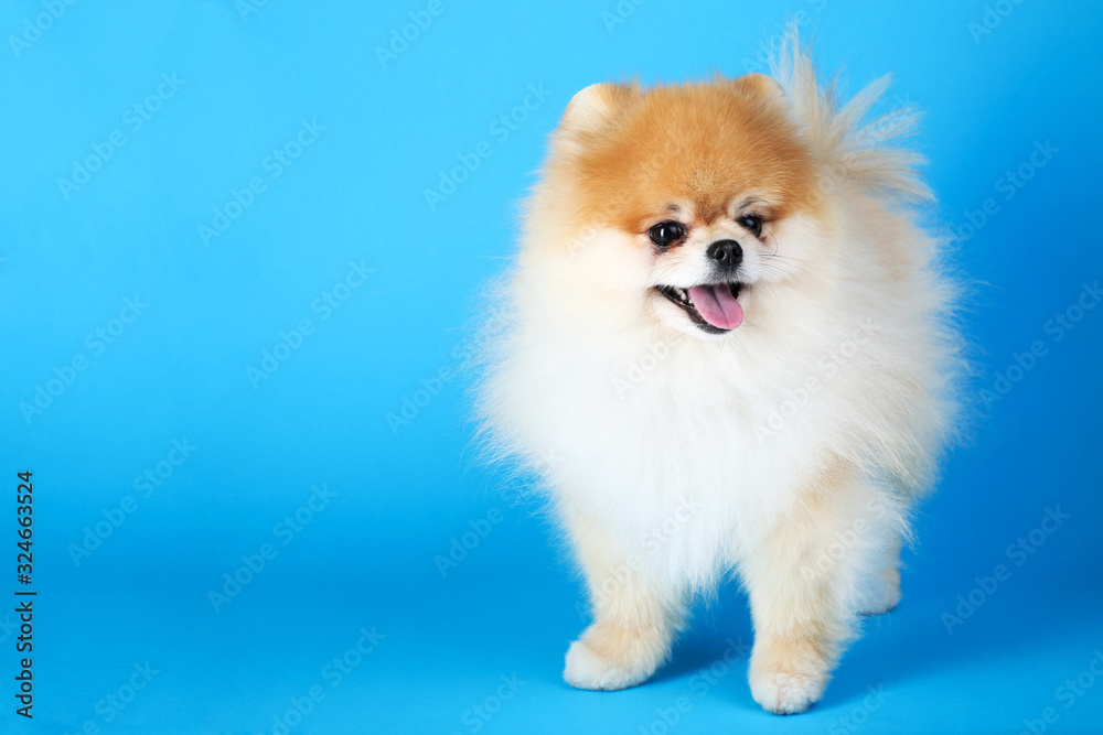 Pomeranian dog on blue background Pomeranian dog on blue background