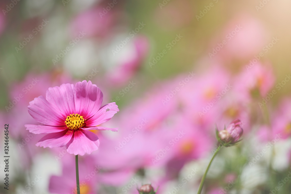 Pink cosmos flower blooming cosmos flower field, beautiful vivid natural summer garden outdoor park image. Pink cosmos flower blooming cosmos flower field, beautiful vivid natural summer garden outdoor park image.