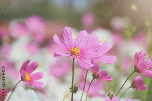 Pink cosmos flower blooming cosmos flower field, beautiful vivid natural summer garden outdoor park image. © Stella