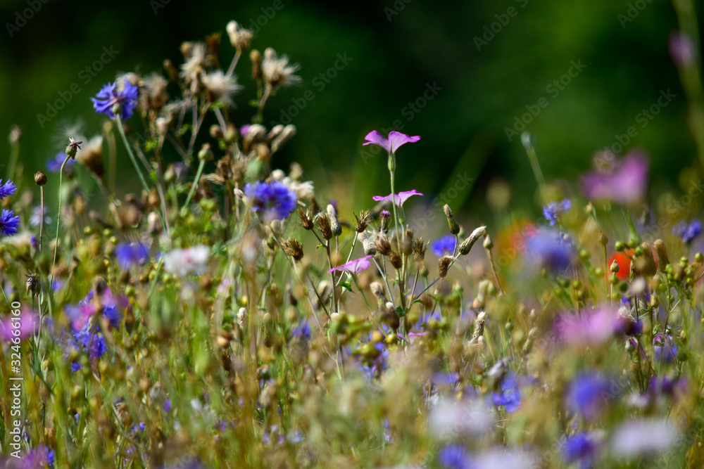 Fototapeta premium Blumenwiese