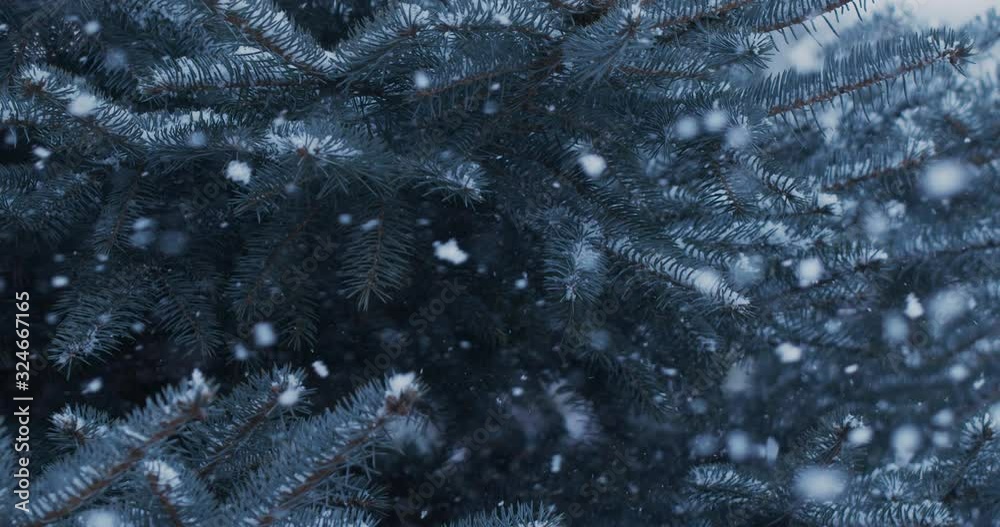 Natural randomly falling snow on a background of blue spruce branches. Blackmagic Cinema Camera. Natural randomly falling snow on a background of blue spruce branches. Blackmagic Cinema Camera.