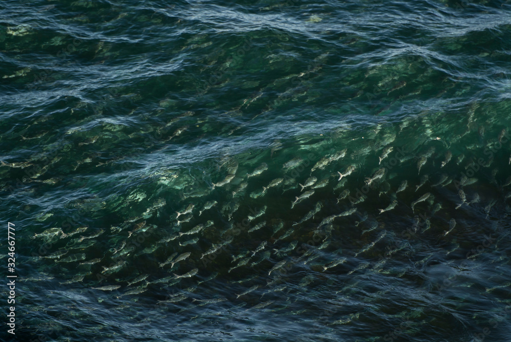 Naklejka premium A large school of salmon swimming in the ocean, Australia