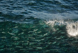 A large school of salmon swimming in the ocean, Australia