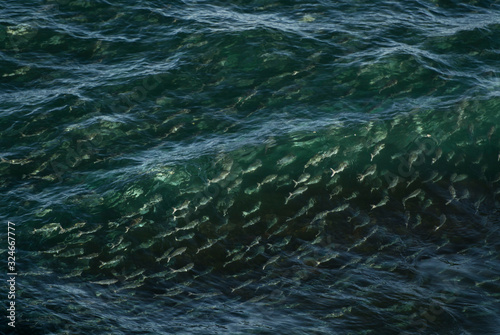 A large school of salmon swimming in the ocean, Australia