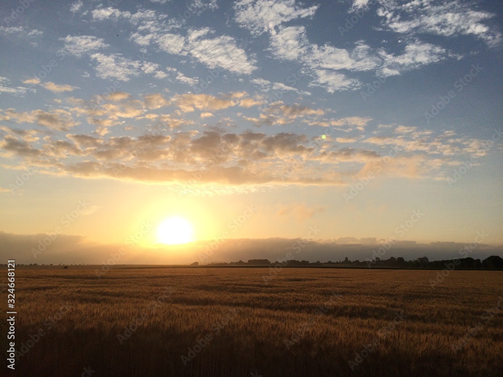 Sunset panorama wheat field