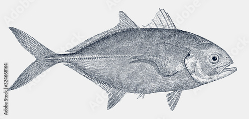 Blue runner, caranx crysos, a fish from the atlantic ocean in side view
