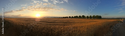 Sunset panorama wheat field