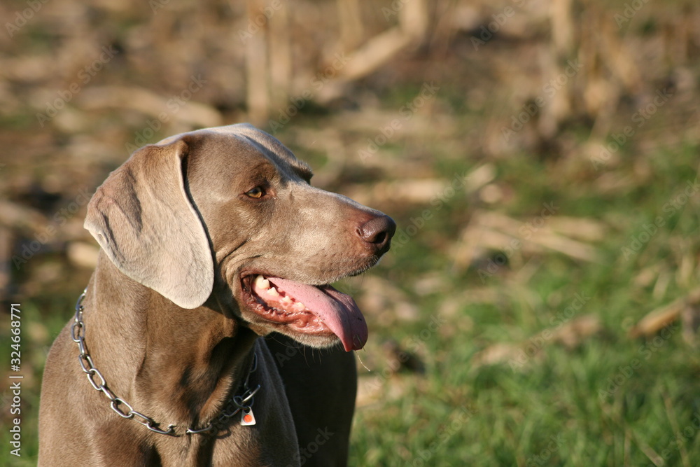 Weimaraner