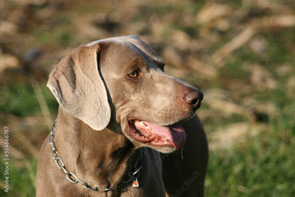 Weimaraner 