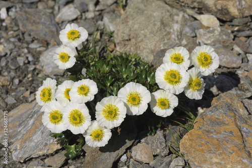 Gletscher- Hahnenfuss, Ranunculus glacialis photo