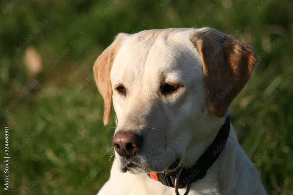 Portrait Labrador 