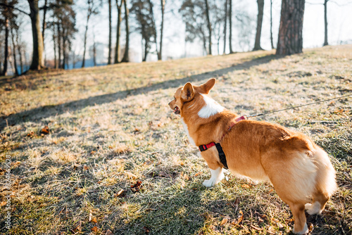 Fototapeta Naklejka Na Ścianę i Meble -  Corgi dog outdoors closeup portrait