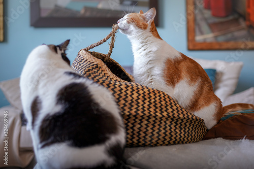 gato blanco y marron muerde el asa de una cesta de mimbre, mientras un gato blanco y negro lo observa
