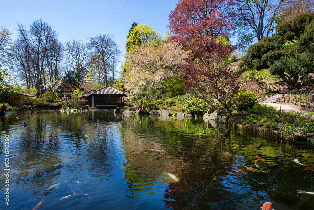 Idyllic sunny day at   Japanese garden in Kaiserslautern. Pond and  carps  KOI and   Cherry blosom  now !