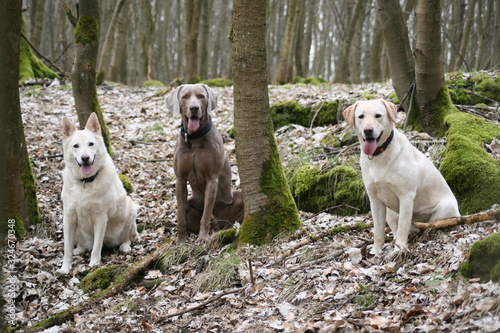 weißer Schäferhund, Weimaraner und Labrador im Wald