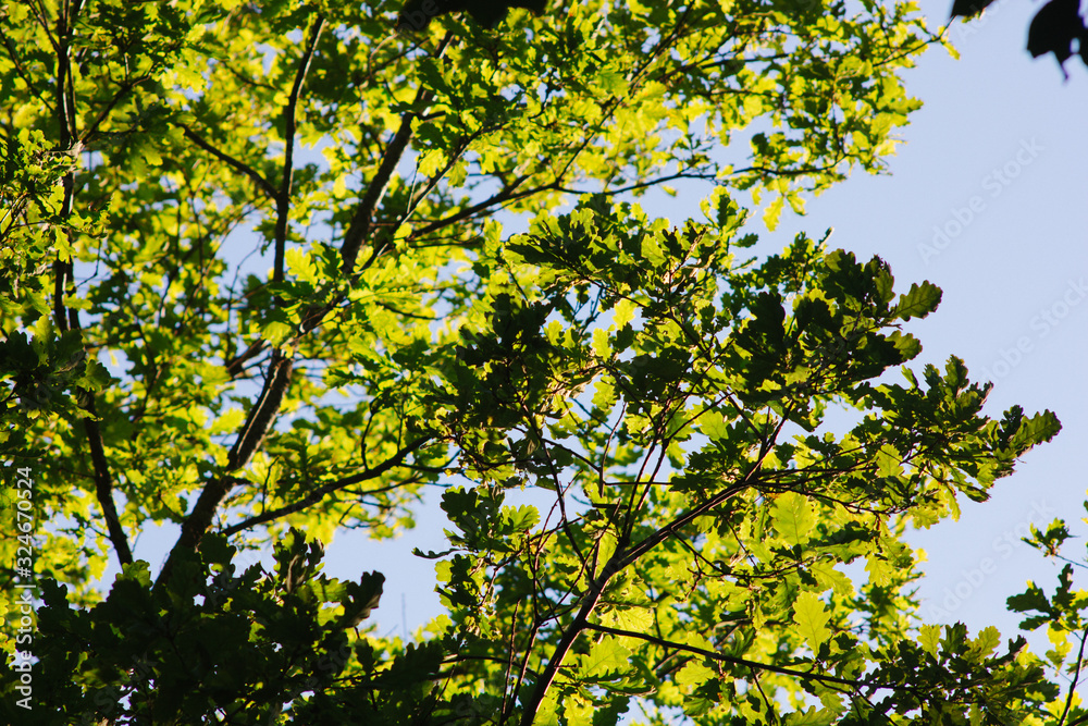 Summer and warm day in the forest, bright colors, green leaves and sky. Summer and warm day in the forest, bright colors, green leaves and sky.